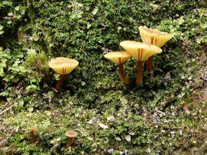 Kalichovka okoličnatá - Lichenomphalia umbellifera (L.) Redhead, Lutzoni, Moncalvo & Vilgalys 2002