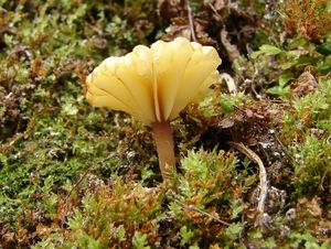 Kalichovka okoličnatá - Lichenomphalia umbellifera (L.) Redhead, Lutzoni, Moncalvo & Vilgalys 2002