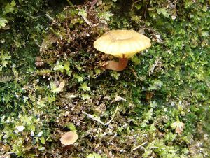 Kalichovka okoličnatá - Lichenomphalia umbellifera (L.) Redhead, Lutzoni, Moncalvo & Vilgalys 2002