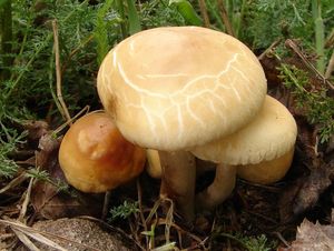 Polnička raná - Agrocybe praecox  (Pers.) Fayod 1889