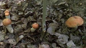 Klikni pro velký obrázek