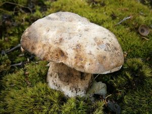 Klikni pro velký obrázek