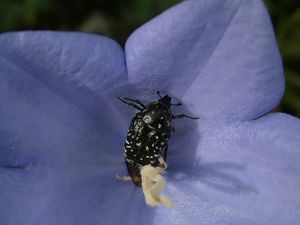 Zvonek broskvolistý (Campanula persicifolia L.)