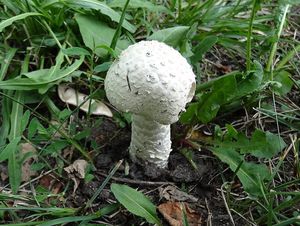 Muchomůrka Vittadiniho - Amanita vittadinii