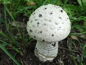 Muchomůrka Vittadiniho - Amanita vittadinii