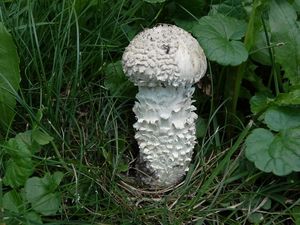 Muchomůrka Vittadiniho - Saproamanita vittadinii (Moretti) Redhead, Vizzini, Drehmel & Contu 2016