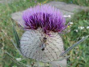 Pcháč bělohlavý (Cirsium eriophorum)