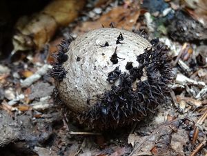 Pýchavka ježatá - Lycoperdon echinatum