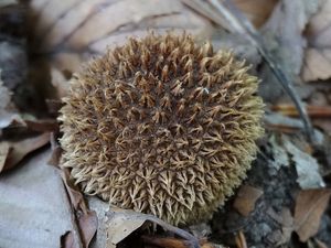 Pýchavka ježatá - Lycoperdon echinatum