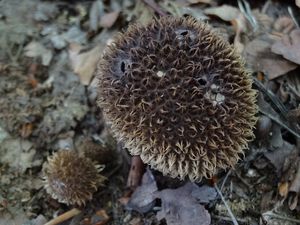 Pýchavka ježatá - Lycoperdon echinatum