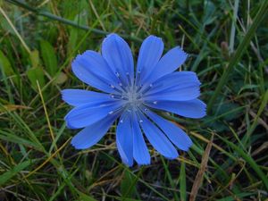 Čekanka obecná (Cichorium intybus L.)