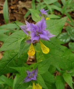 Černýš hajní (Melampyrum  nemorosum L.)