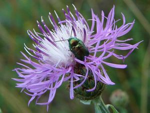 Chrpa latnatá (Centaurea stoebe L.)