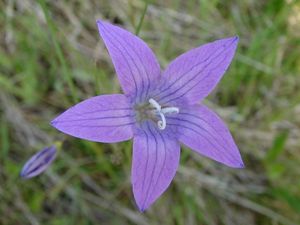 Zvonek rozkladitý (Campanula patula L.)