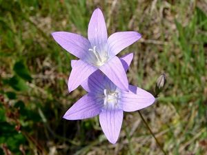 Zvonek rozkladitý (Campanula patula L.)