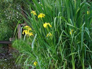 Kosatec žlutý (Iris pseudacorus L.)