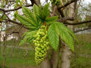 Javor horský, klen (Acer pseudoplatanus)