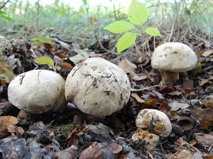 Klikni pro velký obrázek