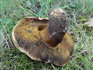 Klikni pro velký obrázek