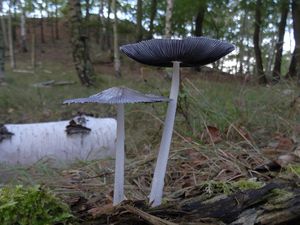 Hnojník žlutochlupý - Coprinellus xanthothrix (Romagn.) Vilgalys, Hopple & Jacq. Johnson 2001