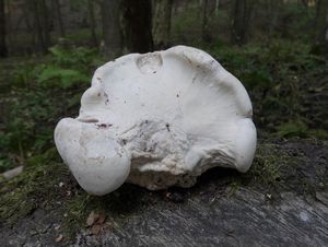 Březovník obecný - Fomitopsis betulina (Bull.) B.K. Cui, M.L. Han & Y.C. Dai  in Han, Chen, Shen, Song, Vlas&#225;k, Dai &amp; Cui 2016