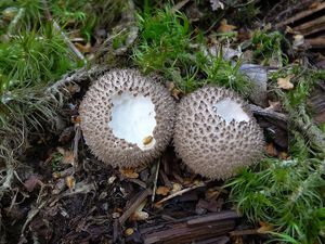 Pýchavka huňatá - Lycoperdon umbrinum Pers.