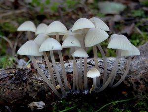 Helmovka Oortova - Mycena arcangeliana Bres. 1904