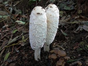 Hnojník obecný - Coprinus comatus (O.F. Müll.) Pers. 1797