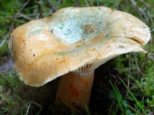 Ryzec smrkový - Lactarius deterrimus Gröger 1968