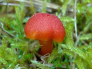 Voskovka šarlatová - Hygrocybe coccinea (Schaeff.) P. Kumm., 1871