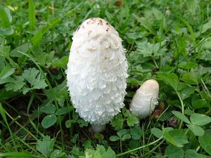 Hnojník obecný - Coprinus comatus (O.F. Müll.) Pers. 1797