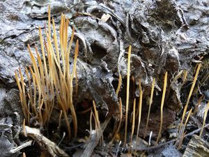 Paluška štíhlá - Typhula phacorrhiza