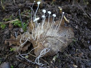 Špička listová - Marasmius epiphyllus (Pers.) Fr.