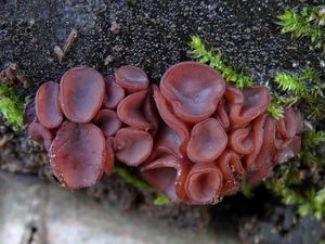 Čihovitka masová - Ascocoryne sarcoides  (Jacq.) J.W. Groves & D.E. Wilson 1967