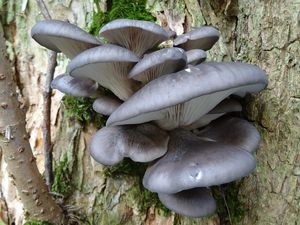 Hlíva ústřičná - Pleurotus ostreatus (Jacq.) P. Kumm. 1871