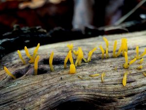 Krásnorůžek smržovitý - Calocera glossoides ( Pers. Fr. ) Fr.