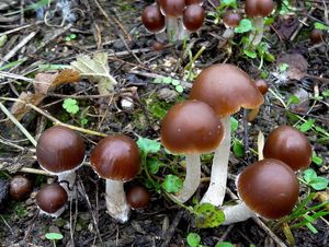 Křehutka vodomilná - Psathyrella piluliformis (Bull.) P.D. Orton 1969