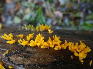 Krásnorůžek smržovitý - Calocera glossoides ( Pers. Fr. ) Fr.