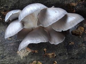 Hlíva ústřičná - Pleurotus ostreatus (Jacq.) P. Kumm. 1871