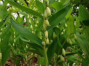 Kokořík vonný (Polygonatum odoratum)