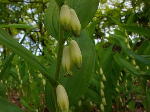 Kokořík vonný (Polygonatum odoratum)