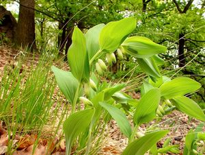 Kokořík vonný (Polygonatum odoratum)