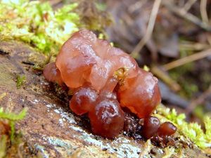 Mozkovka rosolovitá - Ascotremella faginea (Peck) Seaver