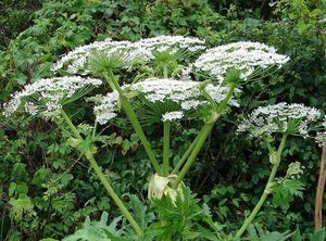 Bolševník velkolepý (Heracleum mantegazzianum)