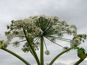 Bolševník velkolepý (Heracleum mantegazzianum)