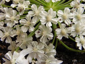 Bolševník velkolepý (Heracleum mantegazzianum)