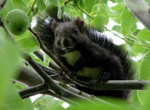 Ořešák královský (Juglans regia)