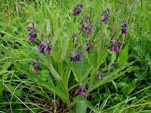 Kostival lékařský (Symphytum officinale)