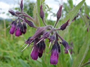 Kostival lékařský (Symphytum officinale)