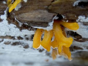 Krásnorůžek vidlený - Calocera furcata (Fr.) Fr. 1827